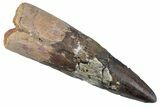 Bargain, Fossil Spinosaurus Tooth - Real Dinosaur Tooth #367935-1